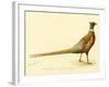 The Mongolian or Ring-Necked Pheasant-null-Framed Giclee Print