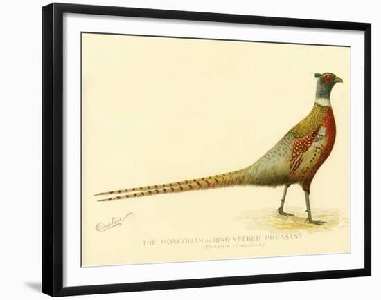 The Mongolian or Ring-Necked Pheasant-null-Framed Giclee Print