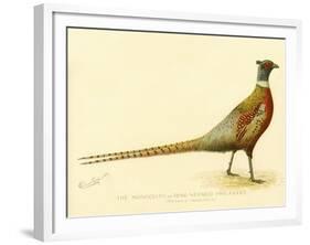 The Mongolian or Ring-Necked Pheasant-null-Framed Giclee Print