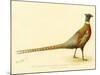 The Mongolian or Ring-Necked Pheasant-null-Mounted Giclee Print