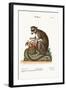 The Mongooz, 1749-73-George Edwards-Framed Giclee Print