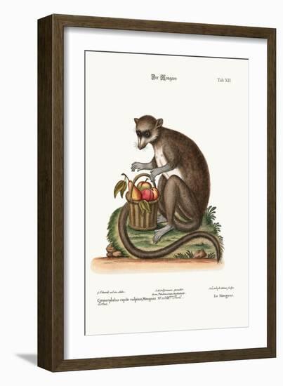 The Mongooz, 1749-73-George Edwards-Framed Giclee Print