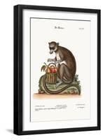 The Mongooz, 1749-73-George Edwards-Framed Giclee Print