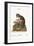 The Mongooz, 1749-73-George Edwards-Framed Giclee Print