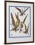 "The Monkeys Caught Dorothy in Theirs Arms and Flew Away With Her"-William Denslow-Framed Giclee Print