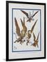 "The Monkeys Caught Dorothy in Theirs Arms and Flew Away With Her"-William Denslow-Framed Giclee Print