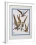 "The Monkeys Caught Dorothy in Theirs Arms and Flew Away With Her"-William Denslow-Framed Giclee Print