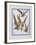 "The Monkeys Caught Dorothy in Theirs Arms and Flew Away With Her"-William Denslow-Framed Giclee Print