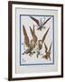 "The Monkeys Caught Dorothy in Theirs Arms and Flew Away With Her"-William Denslow-Framed Premium Giclee Print