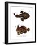 The Monkfish-null-Framed Giclee Print