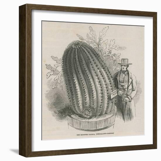 The Monster Cactus (Echinocactus Stainesh) at the Royal Gardens, Kew, London-null-Framed Giclee Print