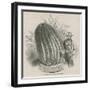 The Monster Cactus (Echinocactus Stainesh) at the Royal Gardens, Kew, London-null-Framed Giclee Print