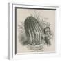 The Monster Cactus (Echinocactus Stainesh) at the Royal Gardens, Kew, London-null-Framed Giclee Print