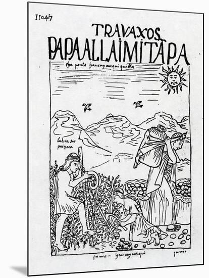 The Month of June, Harvesting the Potatoes (Woodcut)-Felipe Huaman Poma De Ayala-Mounted Giclee Print