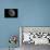 The Moon From Space-Detlev Van Ravenswaay-Photographic Print displayed on a wall