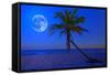 The Moon Shining in a Deserted Tropical Beach at Midnight with a Coconut Palm Tree in the Foregroun-Kamira-Framed Stretched Canvas