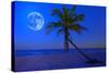 The Moon Shining in a Deserted Tropical Beach at Midnight with a Coconut Palm Tree in the Foregroun-Kamira-Stretched Canvas