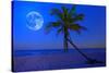 The Moon Shining in a Deserted Tropical Beach at Midnight with a Coconut Palm Tree in the Foregroun-Kamira-Stretched Canvas