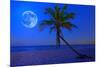 The Moon Shining in a Deserted Tropical Beach at Midnight with a Coconut Palm Tree in the Foregroun-Kamira-Mounted Photographic Print