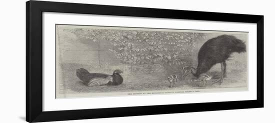 The Mooruk at the Zoological Society's Gardens, Regent's Park-null-Framed Giclee Print