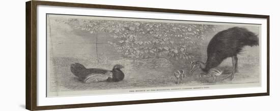 The Mooruk at the Zoological Society's Gardens, Regent's Park-null-Framed Giclee Print