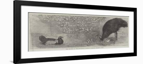 The Mooruk at the Zoological Society's Gardens, Regent's Park-null-Framed Giclee Print