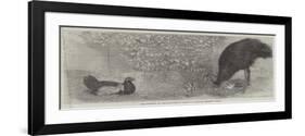 The Mooruk at the Zoological Society's Gardens, Regent's Park-null-Framed Giclee Print