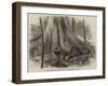 The Moreton Bay Fig-Tree, or Australian Banyan-null-Framed Giclee Print