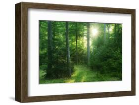 The Morning Sun Is Breaking Through Nearly Natural Beeches Mixed Forest, Spessart Nature Park-Andreas Vitting-Framed Photographic Print