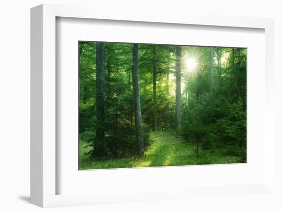 The Morning Sun Is Breaking Through Nearly Natural Beeches Mixed Forest, Spessart Nature Park-Andreas Vitting-Framed Photographic Print