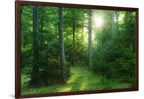 The Morning Sun Is Breaking Through Nearly Natural Beeches Mixed Forest, Spessart Nature Park-Andreas Vitting-Framed Photographic Print