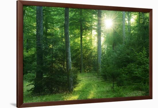 The Morning Sun Is Breaking Through Nearly Natural Beeches Mixed Forest, Spessart Nature Park-Andreas Vitting-Framed Photographic Print