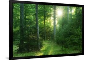 The Morning Sun Is Breaking Through Nearly Natural Beeches Mixed Forest, Spessart Nature Park-Andreas Vitting-Framed Photographic Print