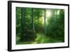 The Morning Sun Is Breaking Through Nearly Natural Beeches Mixed Forest, Spessart Nature Park-Andreas Vitting-Framed Photographic Print