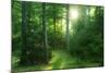 The Morning Sun Is Breaking Through Nearly Natural Beeches Mixed Forest, Spessart Nature Park-Andreas Vitting-Mounted Photographic Print