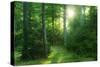 The Morning Sun Is Breaking Through Nearly Natural Beeches Mixed Forest, Spessart Nature Park-Andreas Vitting-Stretched Canvas