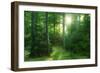 The Morning Sun Is Breaking Through Nearly Natural Beeches Mixed Forest, Spessart Nature Park-Andreas Vitting-Framed Photographic Print