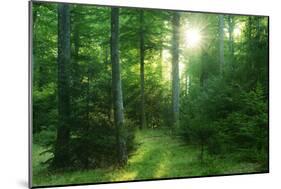 The Morning Sun Is Breaking Through Nearly Natural Beeches Mixed Forest, Spessart Nature Park-Andreas Vitting-Mounted Photographic Print
