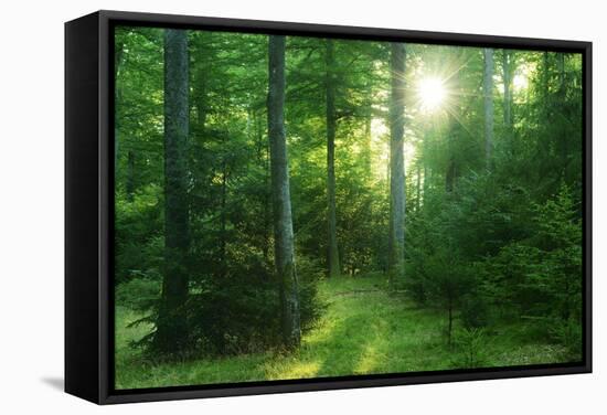 The Morning Sun Is Breaking Through Nearly Natural Beeches Mixed Forest, Spessart Nature Park-Andreas Vitting-Framed Stretched Canvas