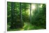 The Morning Sun Is Breaking Through Nearly Natural Beeches Mixed Forest, Spessart Nature Park-Andreas Vitting-Framed Premium Photographic Print