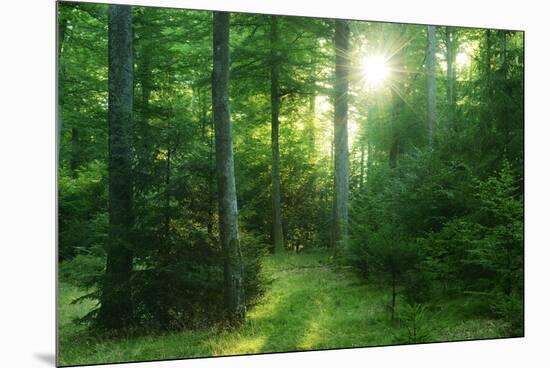 The Morning Sun Is Breaking Through Nearly Natural Beeches Mixed Forest, Spessart Nature Park-Andreas Vitting-Mounted Premium Photographic Print