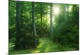 The Morning Sun Is Breaking Through Nearly Natural Beeches Mixed Forest, Spessart Nature Park-Andreas Vitting-Mounted Premium Photographic Print