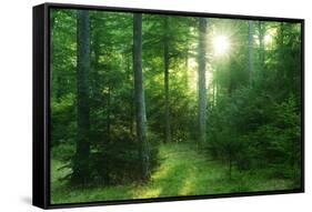 The Morning Sun Is Breaking Through Nearly Natural Beeches Mixed Forest, Spessart Nature Park-Andreas Vitting-Framed Stretched Canvas