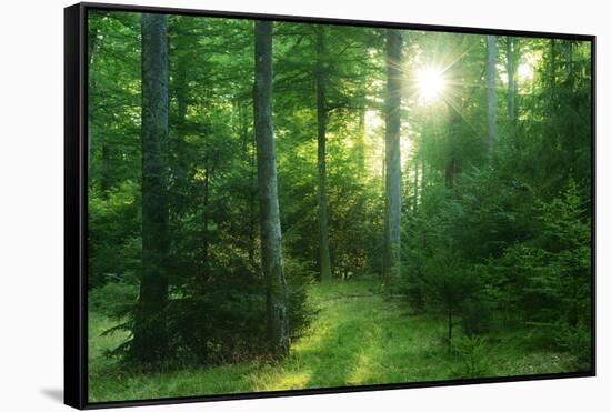 The Morning Sun Is Breaking Through Nearly Natural Beeches Mixed Forest, Spessart Nature Park-Andreas Vitting-Framed Stretched Canvas
