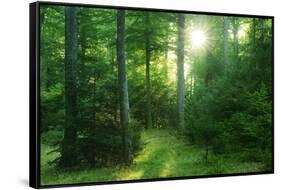 The Morning Sun Is Breaking Through Nearly Natural Beeches Mixed Forest, Spessart Nature Park-Andreas Vitting-Framed Stretched Canvas