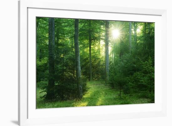 The Morning Sun Is Breaking Through Nearly Natural Beeches Mixed Forest, Spessart Nature Park-Andreas Vitting-Framed Photographic Print