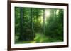 The Morning Sun Is Breaking Through Nearly Natural Beeches Mixed Forest, Spessart Nature Park-Andreas Vitting-Framed Photographic Print