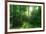 The Morning Sun Is Breaking Through Nearly Natural Beeches Mixed Forest, Spessart Nature Park-Andreas Vitting-Framed Photographic Print