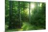The Morning Sun Is Breaking Through Nearly Natural Beeches Mixed Forest, Spessart Nature Park-Andreas Vitting-Mounted Photographic Print