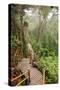 The Mossy Forest, Gunung Brinchang, Cameron Highlands, Pahang, Malaysia, Southeast Asia, Asia-Jochen Schlenker-Stretched Canvas